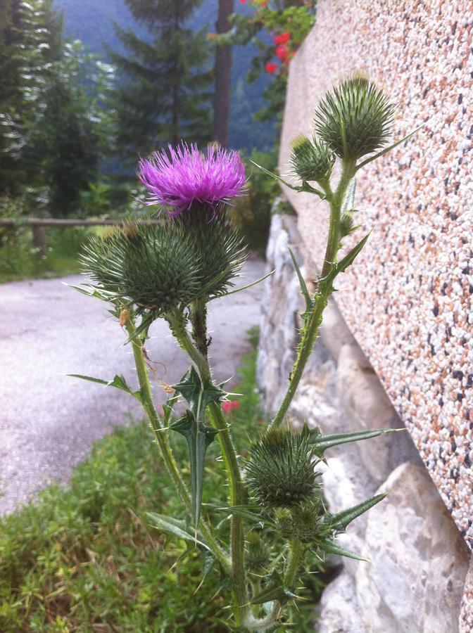 Hotel il Cardo San Vito di Cadore Esterno foto